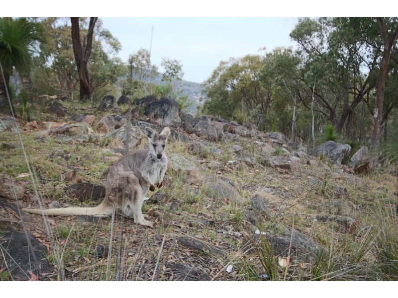 16 Gunyah Road, Tenterfield NSW 2372
