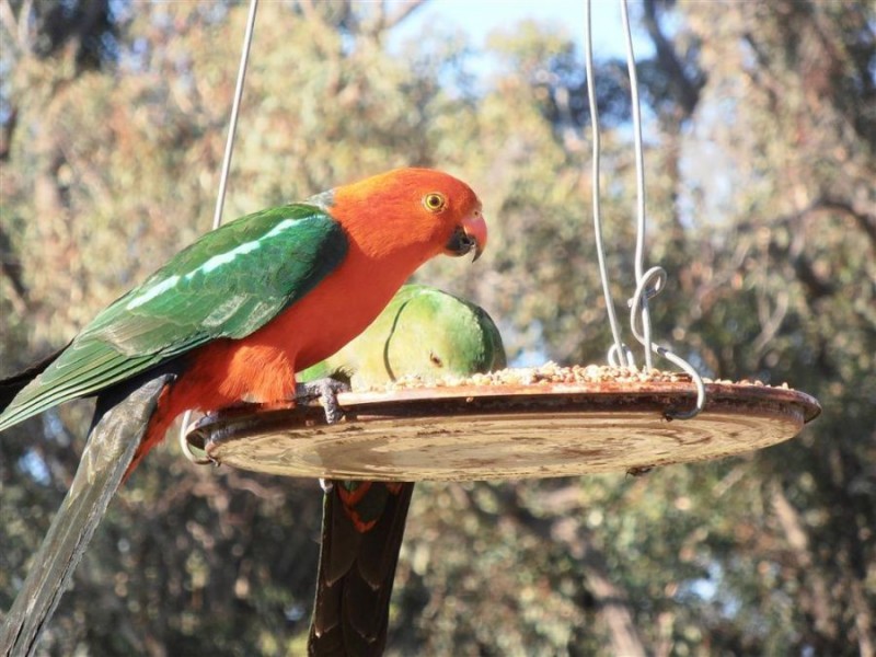 16 Gunyah Road, Tenterfield NSW 2372