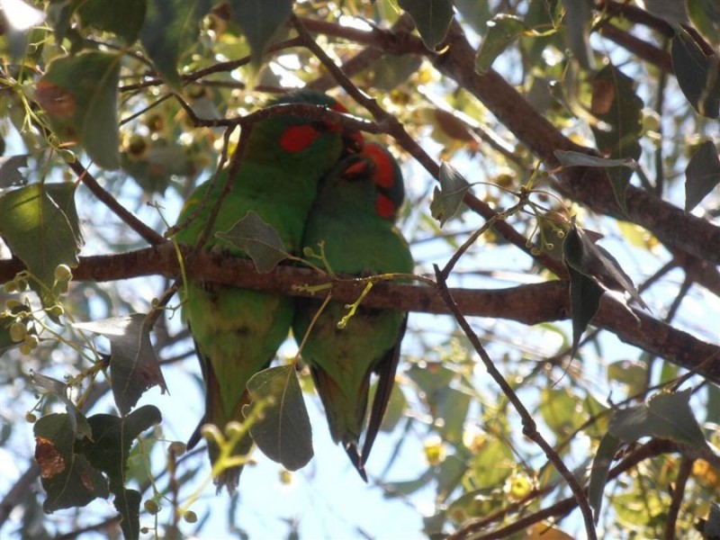 16 Gunyah Road, Tenterfield NSW 2372