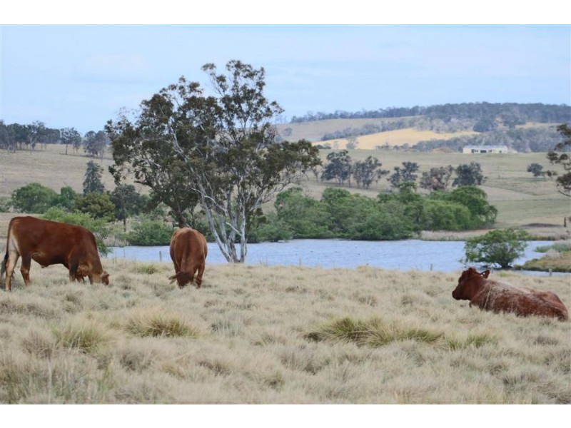 8850 New England Highway, Tenterfield NSW 2372