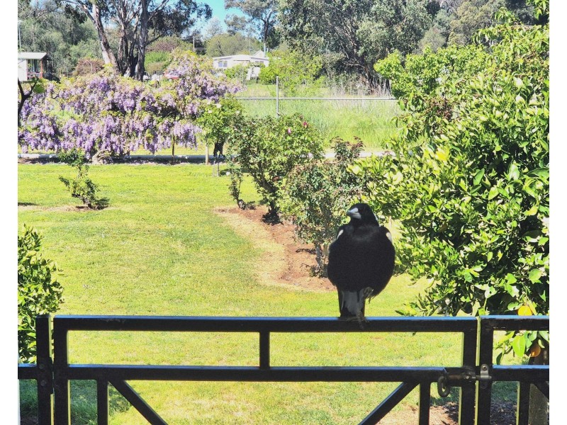 84 Hibernia St, Stockinbingal NSW 2725