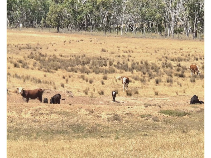 1196 Stockinbingal Rd, Cootamundra NSW 2590