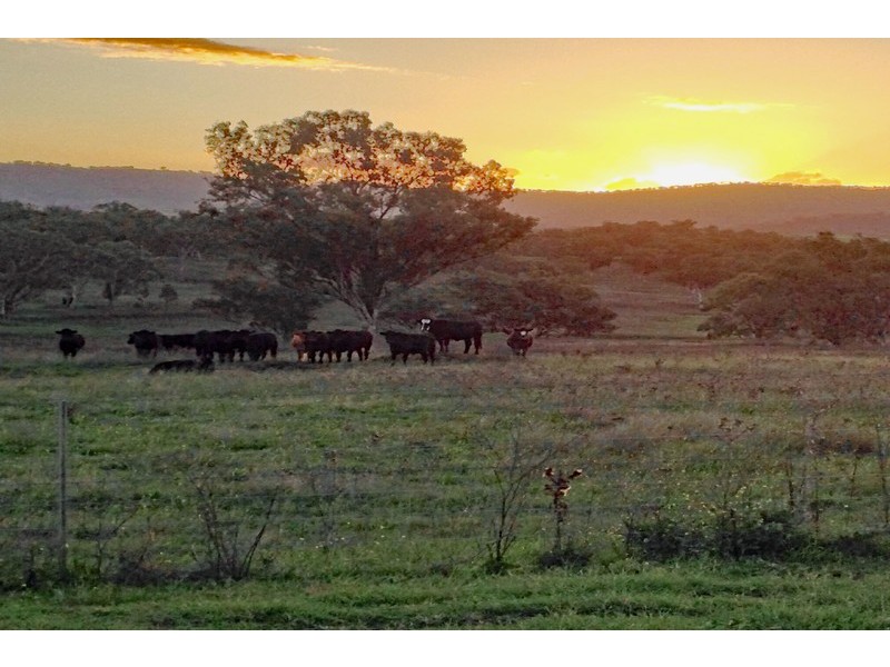 Cooleen South, Waverley Road, Scone NSW 2337