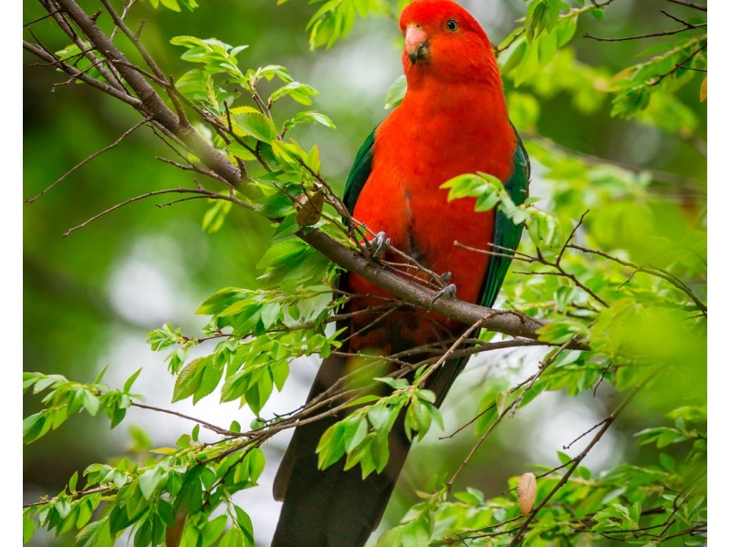 405 Wisemans Ferry Road, Cattai NSW 2756