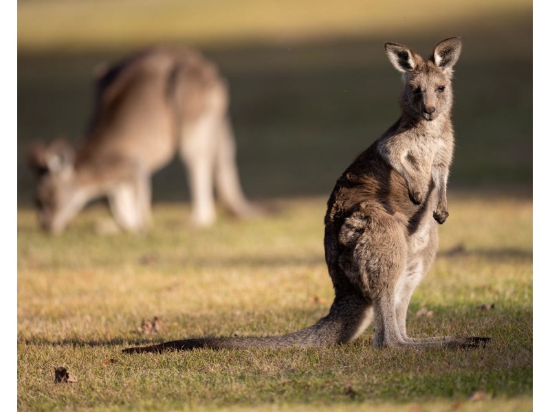 405 Wisemans Ferry Road, Cattai NSW 2756