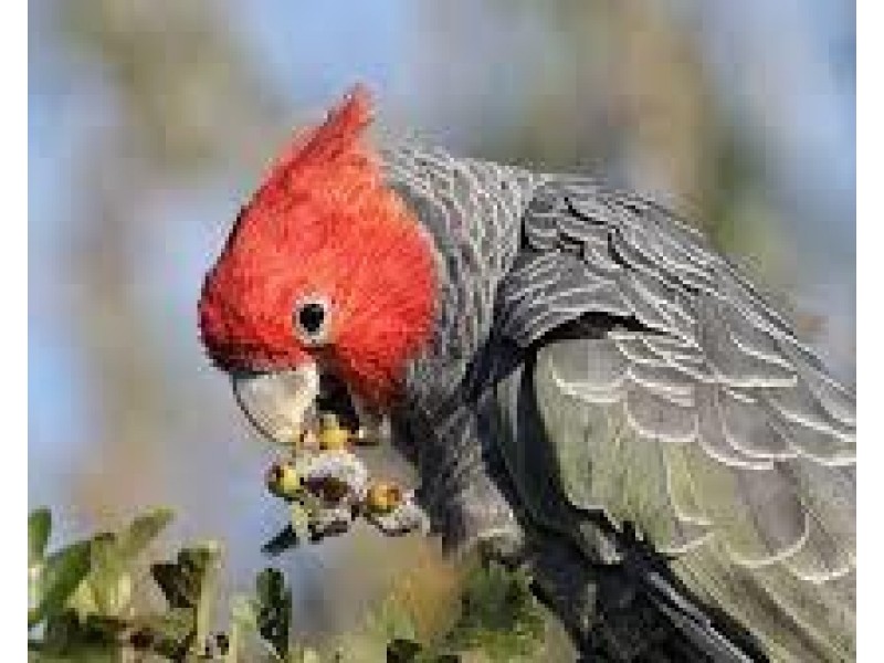 2 Paulls Road, South Maroota NSW 2756