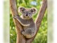 31 Mansfield Road, Galston NSW 2159