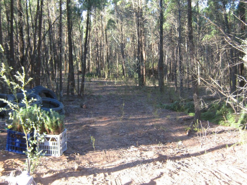 Lot 4 Spicers Creek Road, Elong Elong NSW 2831