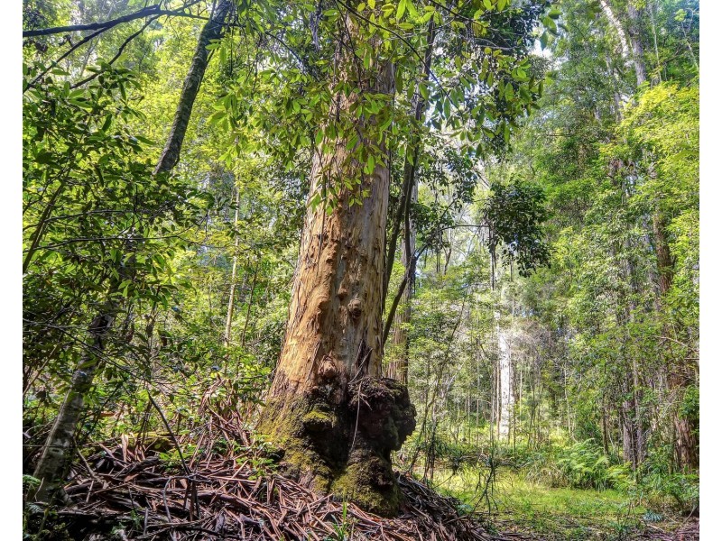 139 Molly Milligan Road, Marlo Merrican NSW 2446