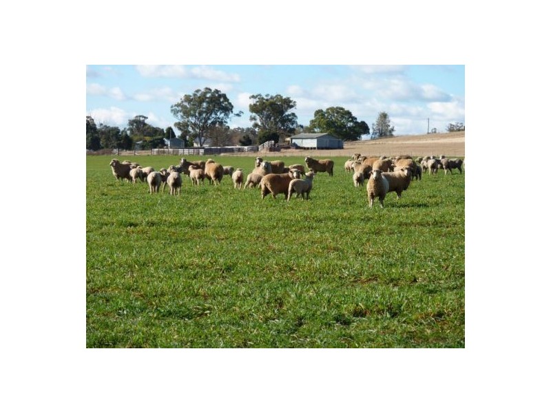 1 Laheys Creek Road, Dunedoo NSW 2844