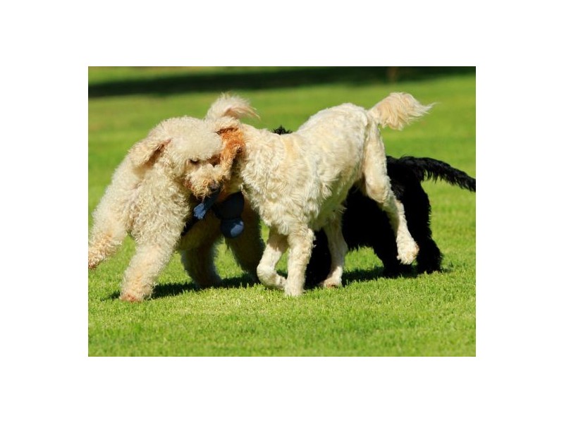 Scotts Flat NSW 2330