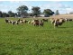 1 Laheys Creek Road, Dunedoo NSW 2844
