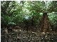 Lot 1 Pipers River Road, Pipers River TAS 7252