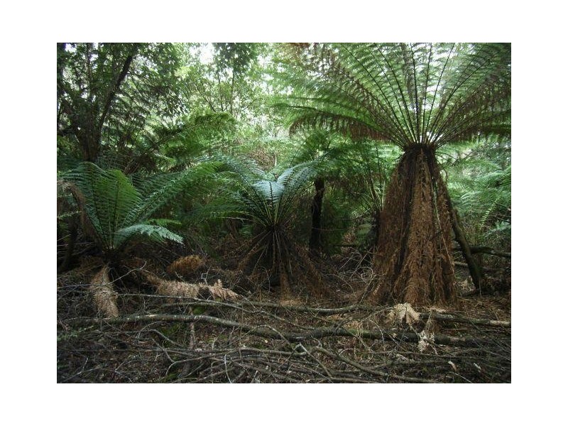 Lot 1 Pipers River Road, Pipers River TAS 7252