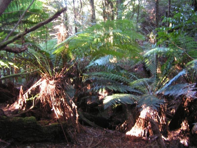 Golden Valley TAS 7304