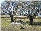 12877 Midlands Highway, Cleveland TAS 7211