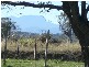 12877 Midlands Highway, Cleveland TAS 7211