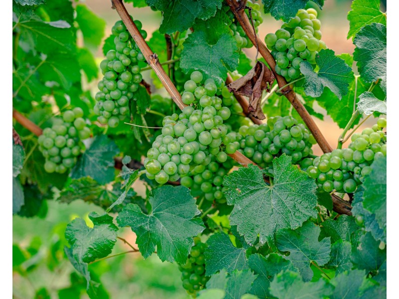 153 Courabyra Road, Tumbarumba NSW 2653