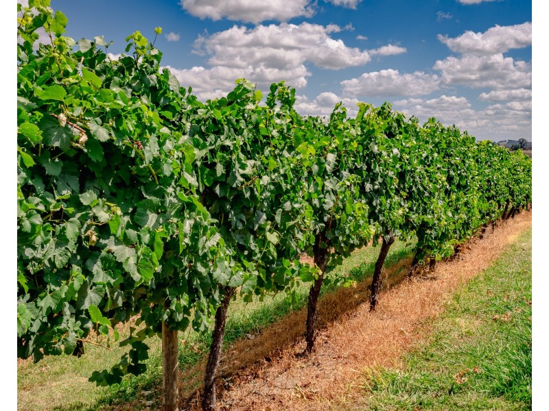 153 Courabyra Road, Tumbarumba NSW 2653