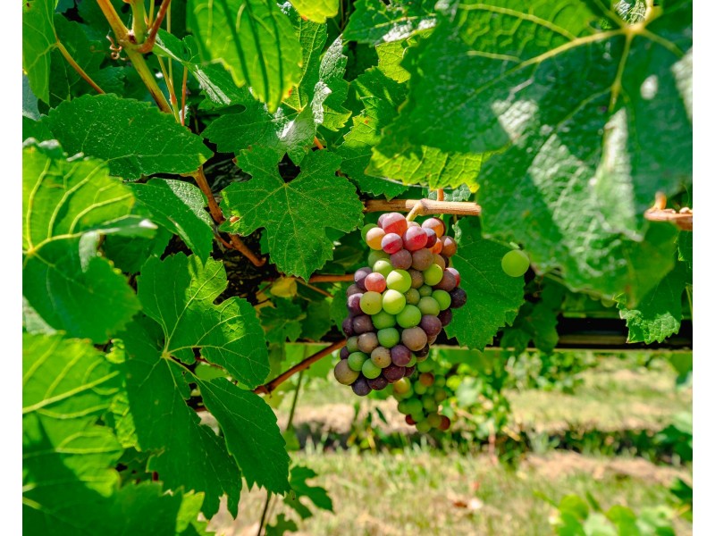 153 Courabyra Road, Tumbarumba NSW 2653