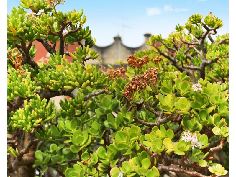 1/437 Forest Road, Bexley NSW 2207