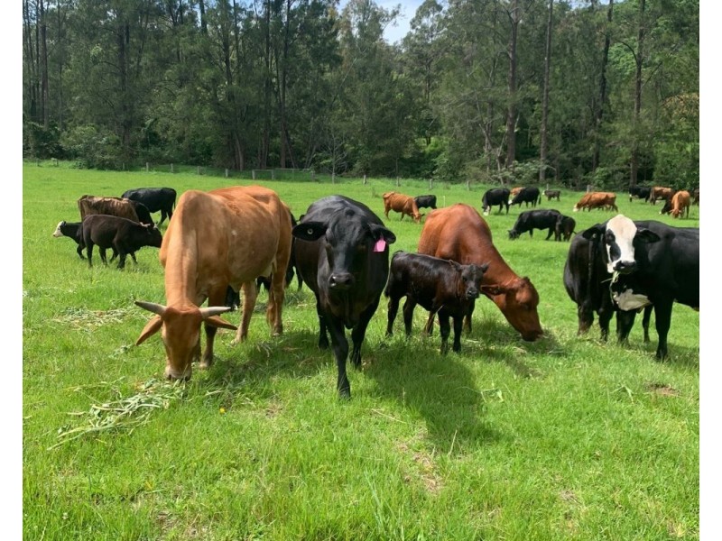 1756 North Arm Road, Bowraville NSW 2449