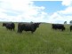 Rawdon Island NSW 2446