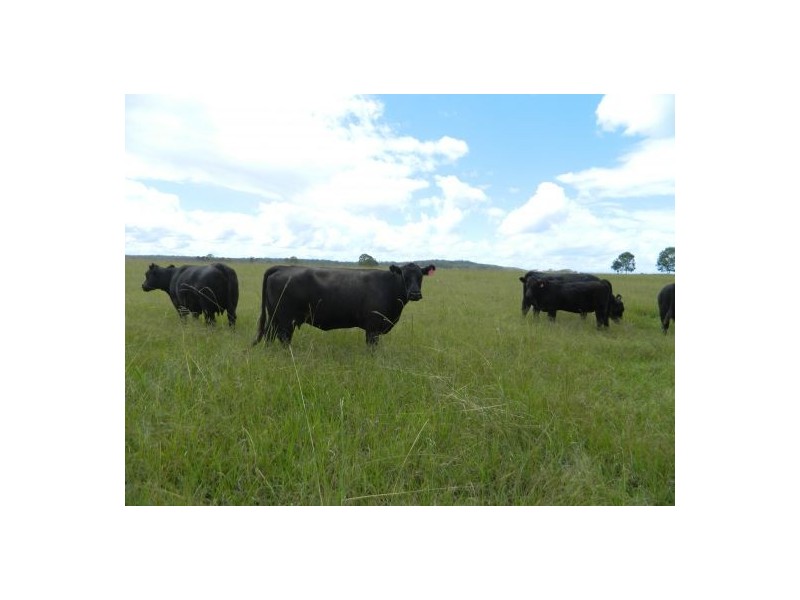 Rawdon Island NSW 2446