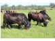 Rollands Plains NSW 2441