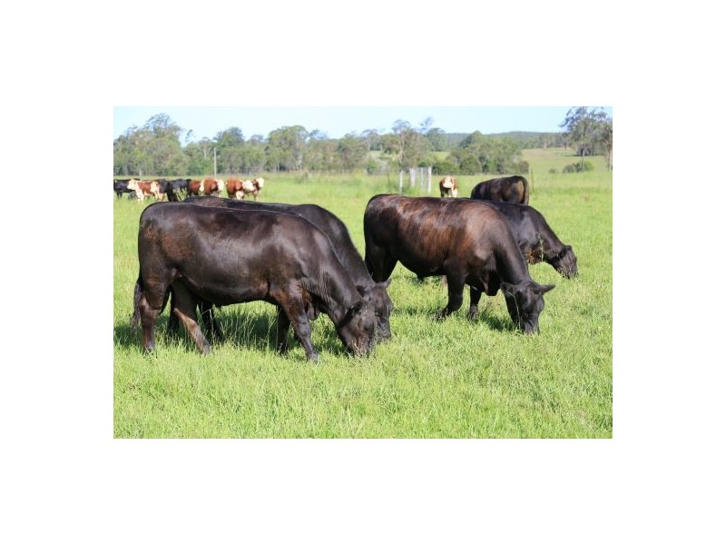 Rollands Plains NSW 2441