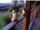 Newee Creek NSW 2447