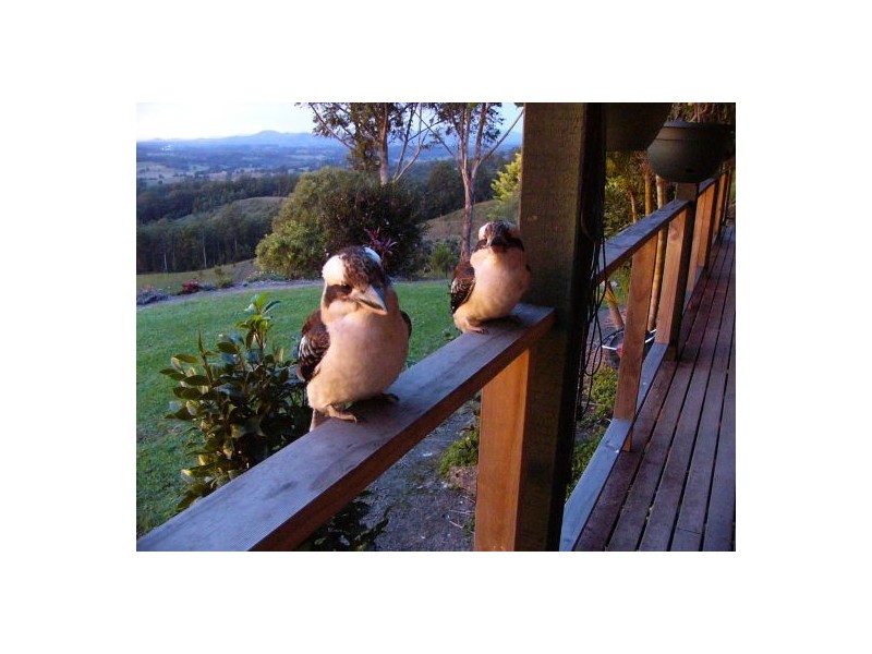 Newee Creek NSW 2447