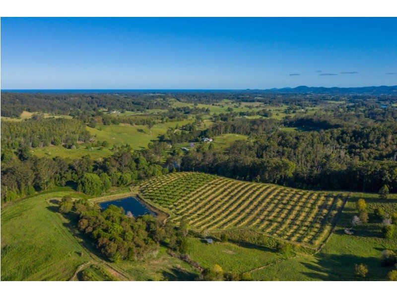 Newee Creek NSW 2447