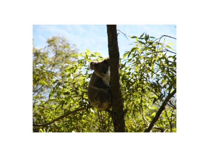 Newee Creek NSW 2447