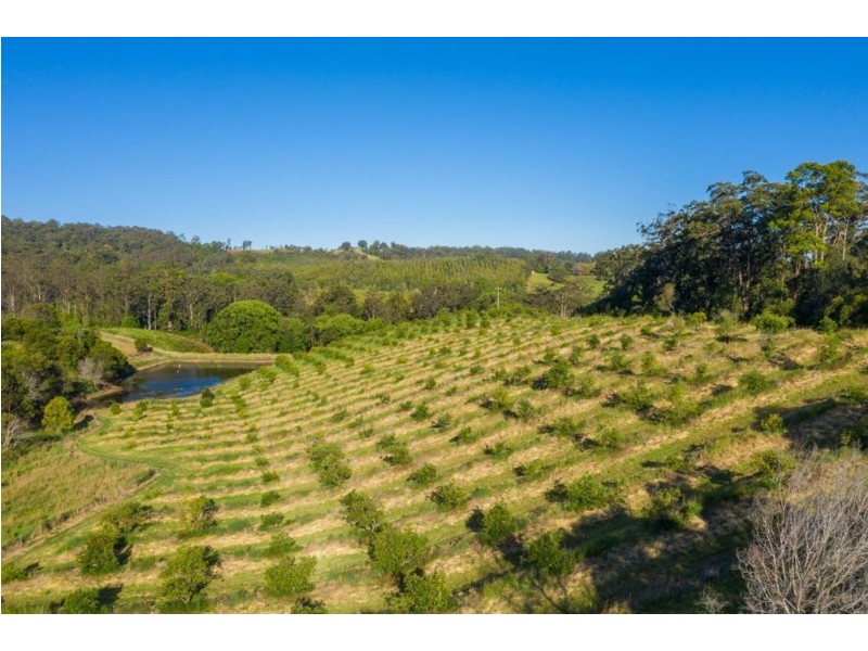 Newee Creek NSW 2447