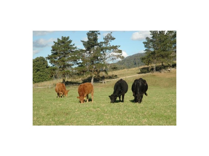 Rollands Plains NSW 2441