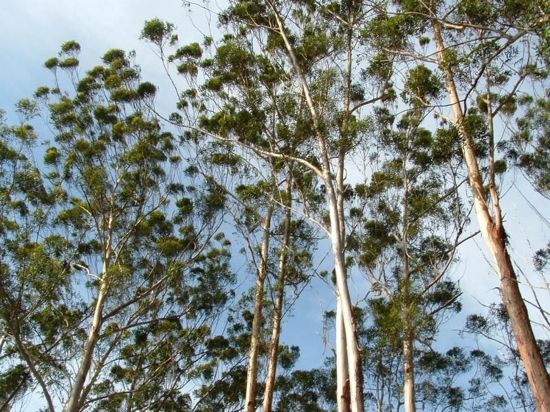 Frederickton NSW 2440