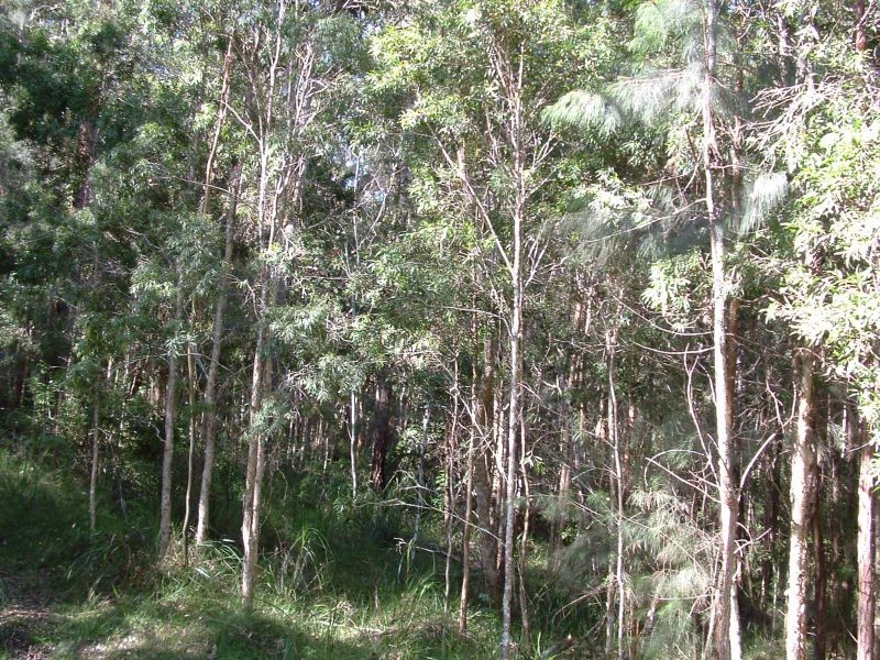 Rollands Plains NSW 2441