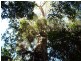 Rollands Plains NSW 2441