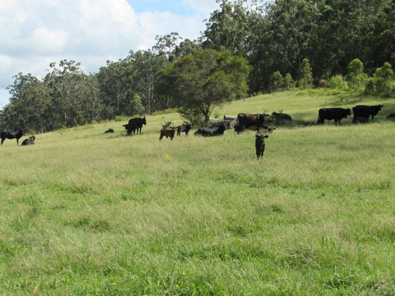 Telegraph Point NSW 2441