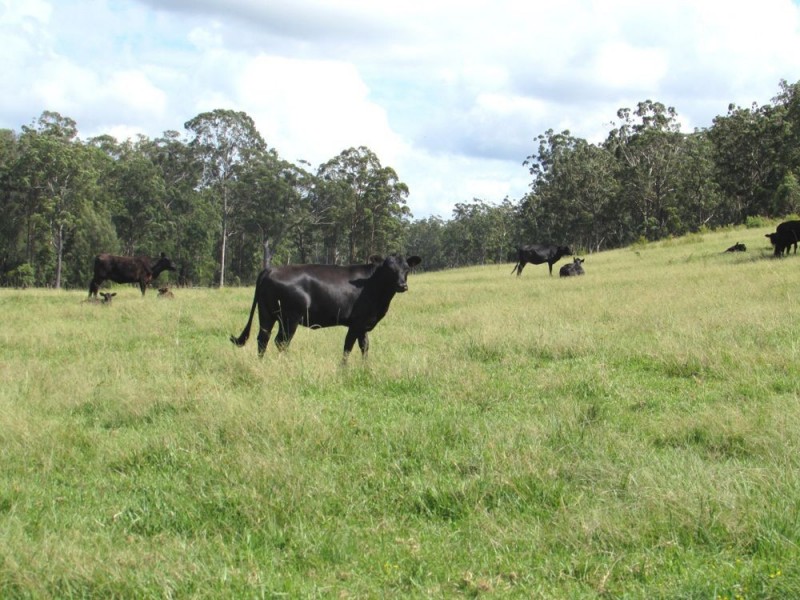 Telegraph Point NSW 2441
