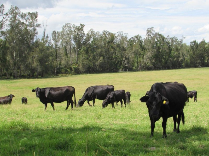 Telegraph Point NSW 2441