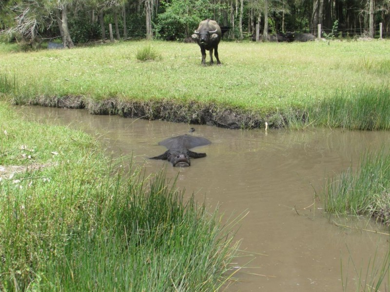 Telegraph Point NSW 2441