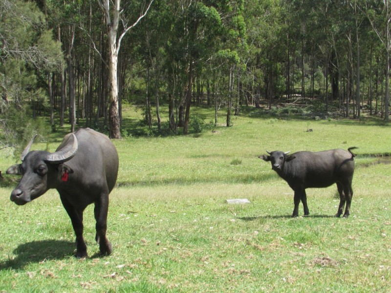 Telegraph Point NSW 2441