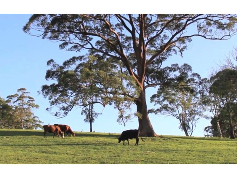 Upper Rollands Plains NSW 2441