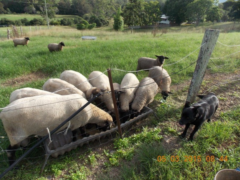 Upper Rollands Plains NSW 2441