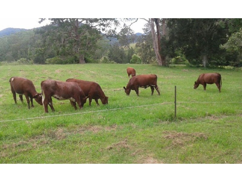Lot 1 Pine Scrub Creek Road, Kindee NSW 2446