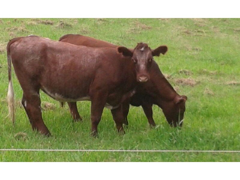 Lot 1 Pine Scrub Creek Road, Kindee NSW 2446