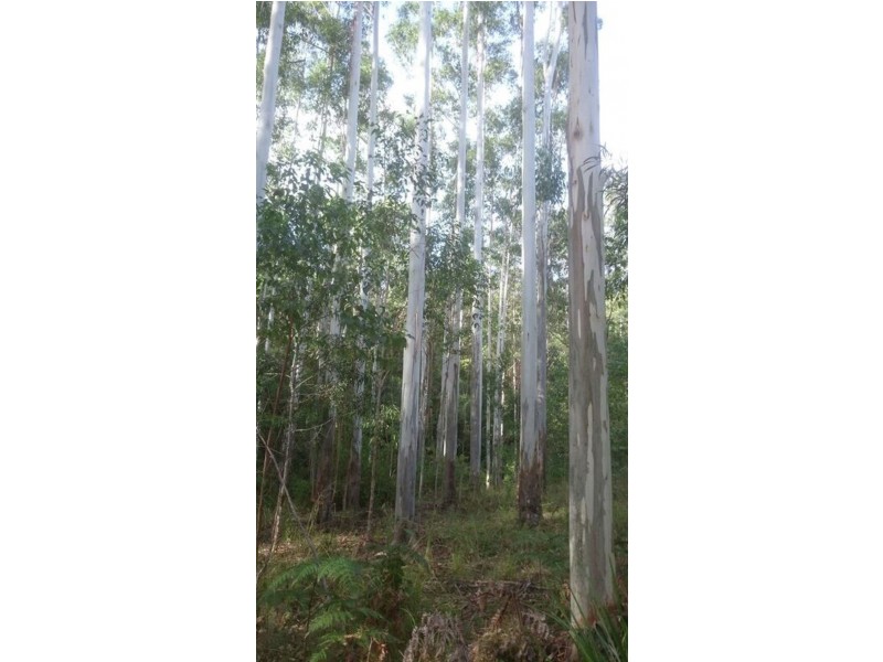 AAA Blue Gum Road, Ellenborough NSW 2446