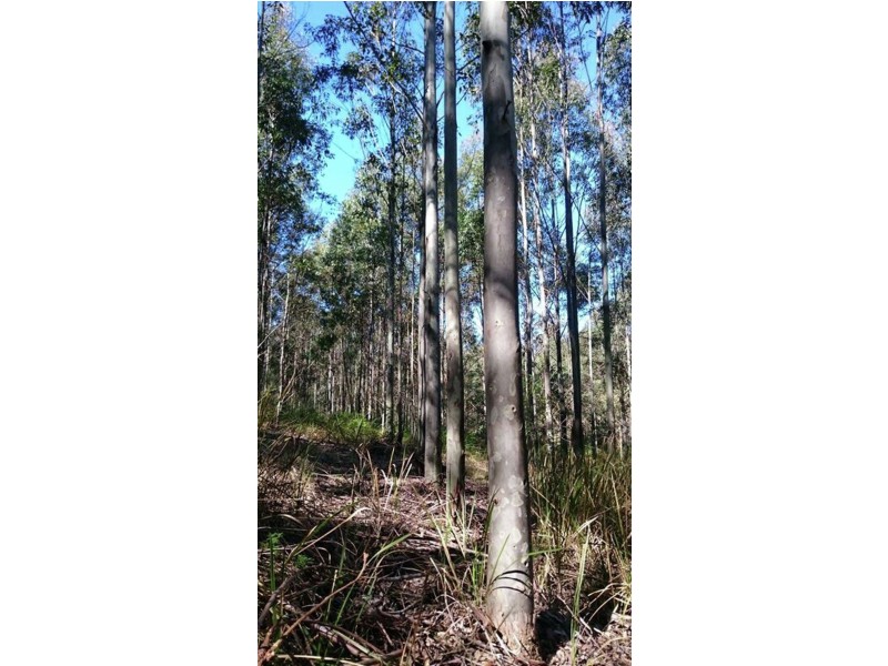 AAA Blue Gum Road, Ellenborough NSW 2446